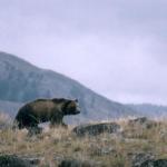 Wildlife officials seek Grizzly that killed mountain-biker