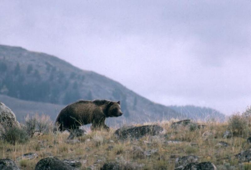 Wildlife officials seek Grizzly that killed mountain-biker