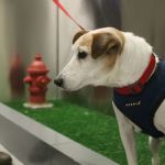 John John visits the new pet relief area at New York&rsquo;s JFK airport before he and his owner, Taylor Robbins, head home on a flight to Atlanta on Tuesday. &ldquo;It&rsquo;s really clean, it gets the job done and he seemed to understand he could use it,&rdquo; Robbins said. &ldquo;Without this he would have had to hold it in.&rdquo;