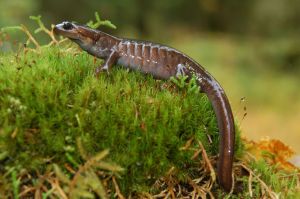 At top, Ebey&rsquo;s Landing on Whidbey Island is one of sites hosting BioBlitz events in which citizen scientists photograph and identify plants and animals. Above, a northwestern salamander rests on moss in Olympic National Park.