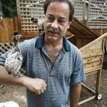 Phil Gabler holds a rare pair of Brabanter chickens in the back yard of his Mukilteo home on June 8. Gabler recently put his home on the market and has insisted that the new owner must prove that they &ldquo;love and desire to care for chickens.&rdquo;