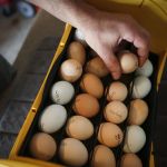 Phil Gabler opens up an incubator full of eggs waiting to hatch in the garage of his home in Mukilteo on June 8. Gabler recently listed his house for sale and would like to move to a property that allows him space for more chickens.