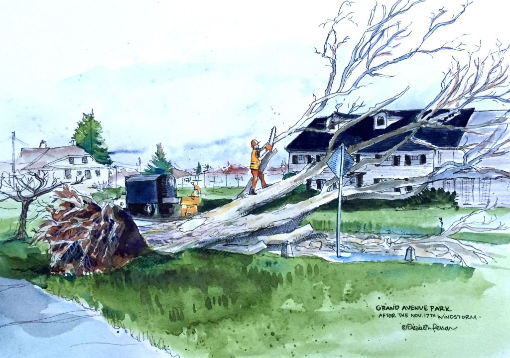 Artist statement: A few weeks ago, the big windstorm that hit our coast took a big toll on the trees of Everett. It was such a rainy November that the poor trees were easy prey to the remarkably strong gusts. One of the most noticeable losses to me was this gem at Grand Avenue Park at 18th. Within days, city crews were chopping and removing the downed trees, a sad and necessary act.