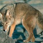 Coyotes have spread throughout North America. (California Dept. of Fish and Wildlife)