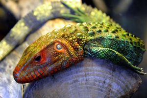 Interested in reptiles? Check out the expo in Monroe on May 7.