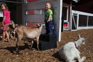 Quaid Jones, of Lake Stevens, can&rsquo;t believe the herd of goats surrounding him and his sister, Tessa, at the Animal Farm at Forest Park in 2102. The Animal Farm opens for the season on June 25.