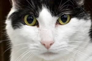 Can you adopt one of these pets?