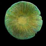 A bowl by Linda Thorson will be among the art works.
