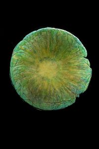 A bowl by Linda Thorson will be among the art works.