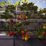 One of several vertical gardens attached to the fence around Matt Keenan and Kristen Boswell&rsquo;s deck supports strawberries. The vertically arranged pots allow water to gravitate down through the plants, which are well off the ground and quite inviting to the hungry grazer.