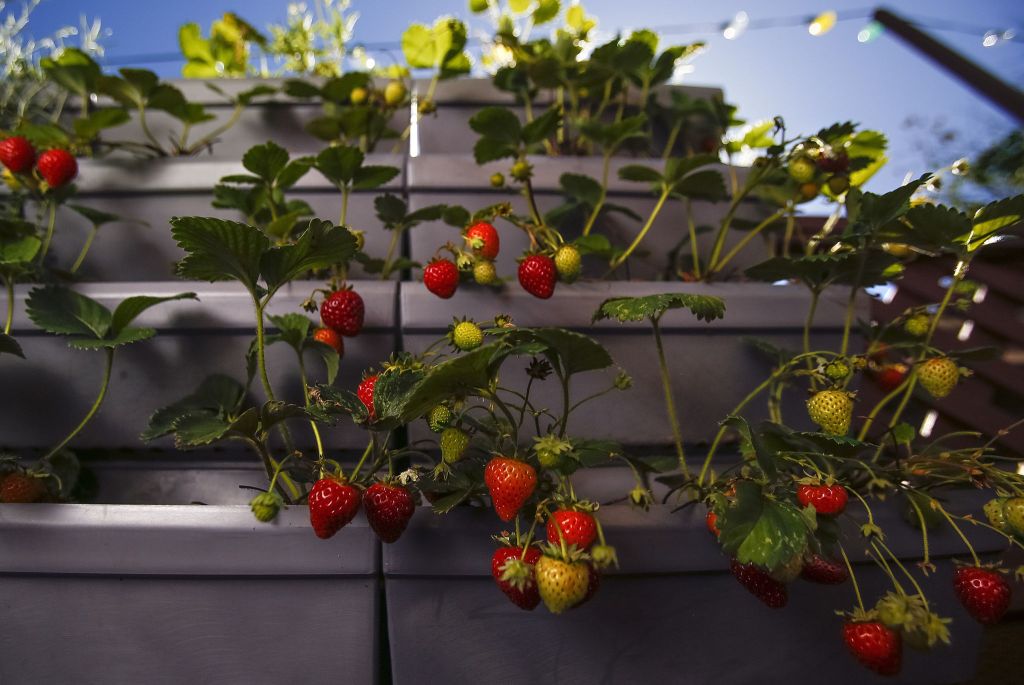 One of several vertical gardens attached to the fence around Matt Keenan and Kristen Boswell&rsquo;s deck supports strawberries. The vertically arranged pots allow water to gravitate down through the plants, which are well off the ground and quite inviting to the hungry grazer.
