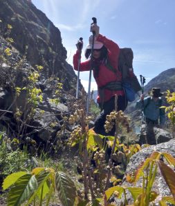 Shuwen Wang encounters a &ldquo;grove&rdquo; of poison ivy stems, leaves and berries along the Snake River Trail in Hells Canyon.