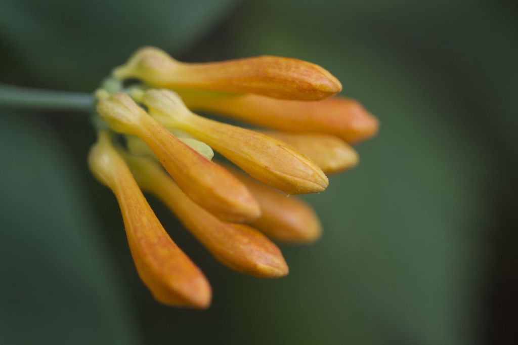 Plants are starting to flower in the 92nd Street Park in Mukilteo.