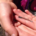 Hazel holds a damselfly at Cranberry Lake in Cama Beach State Park.