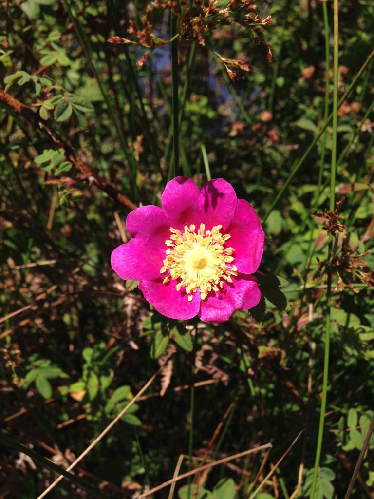 A wild rose blooms at Cama Beach State Park near Cranberry Lake.