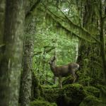 A black-tailed deer stands alone in an old growth forest along Cascade River Road in the North Cascades. A new exhibit at the Burke focuses on the region, an important ecosystem.