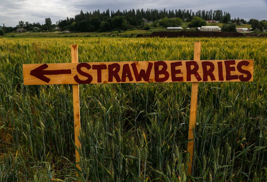 At the edge of a wheat field, a sign points the way to strawberry fields at Baileys U-Pick on Springhetti Road in Snohomish.