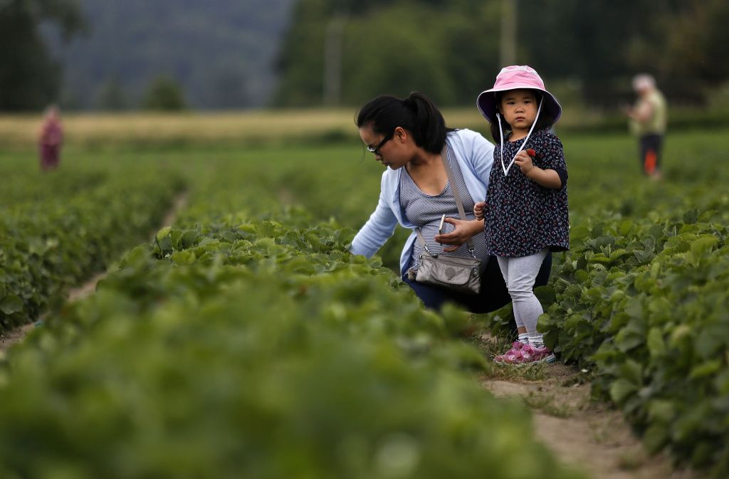 Along with other family members, a mother and her young daughter pick strawberries at Bailey&rsquo;s U-Pick farm in Snohomish, Wednesday.