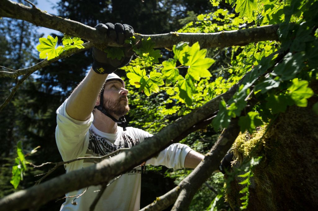 Rich Heine holds onto a tree as it is being cut down during a Mountaineers work party to reconstruct the 8 Mile Trail near Darrington on June 4.