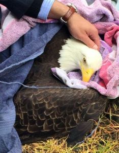 A passerby restrains an injured bald eagle on the side of U.S. 2 on Friday.