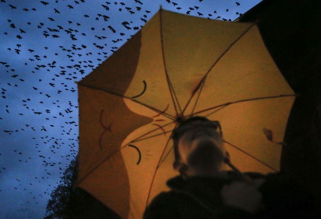 Maddy Fisher, a senior at University of Washington Bothell, gazes up at thousands of crows flying to the campus to roost. &ldquo;It&rsquo;s kind of overwhelming, but in a good way,&rdquo; Fisher said.