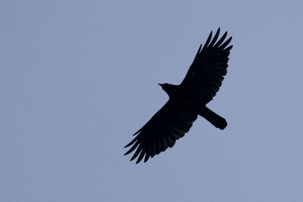 A crow flies near the University of Washington Bothell campus. Research by University of Washington Professor John Marzluff and other staff has shown that crows can learn to recognize human faces.