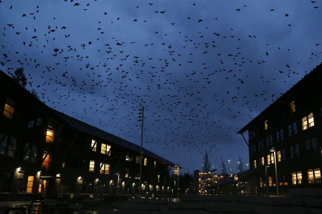 Thousands of crows fly between Commons Hall (right) and Founders Hall (left) on the University of Washington Bothell campus at dusk.