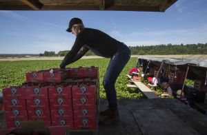 Whitney Weinert, 23, stacks strawberries as checker Tatyana Nechiporuk, 20, collects more from pickers while operating a picking machine at Biringer Farms on Tuesday in Arlington. Weinert has been working for the farm for a couple of weeks, while Nechiporuk has been there for seven seasons.