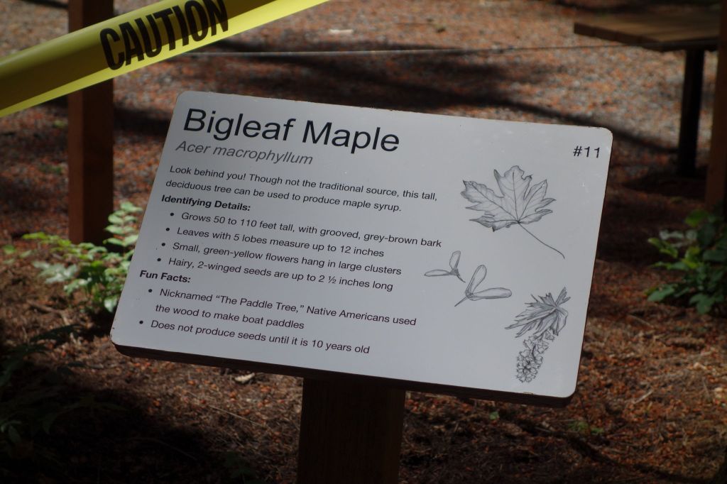 This is one of the signs that members of Girl Scout Cadette Troop 41002 installed as part of a new interpretive trail at Lynndale Park in Lynnwood.