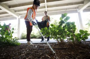 Edmonds Community College student Yifan Zhang picks up pieces of trash while Kaitlyn Sells tallies the number of each type of garbage found during "Trashy Tuesdays," a weekly volunteer event, at the school on May 31.