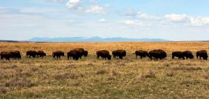 A herd of bison move through land controlled by the American Prairie Reserve south of Malta, Montana, in 2012.