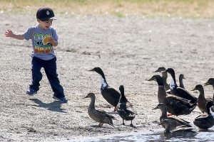 Photo: Hungry birds
