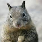 Tips on keeping rodents out of your home and garden