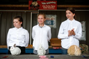 Photo: Rabbits at the Stanwood-Camano Fair