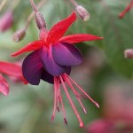 Great Plant Picks                                Check out many different varieties of fuchsia at the Fuchsia Show and Plant Sale on Saturday in Bothell.