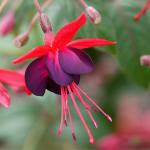 Fuchsias the star of show at Country Village in Bothell