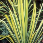 Variegated yucca, Yucca filamentosa &ldquo;Color Guard,&rdquo; is easy to grow and looks striking in a garden. (Richie Steffens / Great Plant Picks)