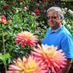 Walt Jacenko&rsquo;s one-acre lot in Woodinville features dahlias of all colors along with vegetables dotting the rows. (Kevin Clark / The Daily Herald)