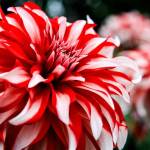 Dahlias brighten the home of Walt Jacenko in Woodinville in preparation for the big show next weekend in Everett. (Kevin Clark / The Daily Herald)
