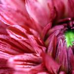 Dahlias at the home on Walt Jacenko in Woodinville in preparation for the big show next weekend in Everett. (Kevin Clark / The Daily Herald)