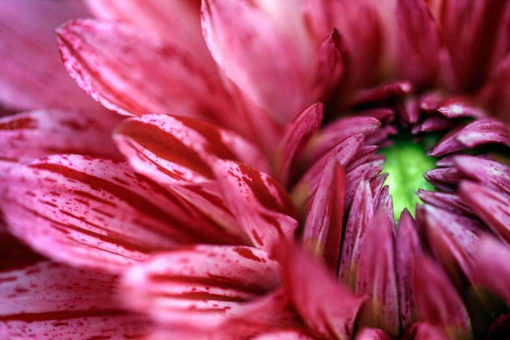 Dahlias at the home on Walt Jacenko in Woodinville in preparation for the big show next weekend in Everett. (Kevin Clark / The Daily Herald)