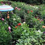Dahlias at the home on Walt Jacenko in Woodinville in preparation for the big show next weekend in Everett. (Kevin Clark / The Daily Herald)