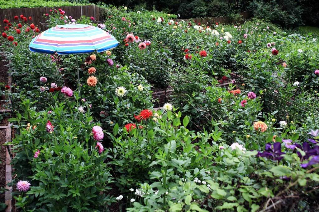 Dahlias at the home on Walt Jacenko in Woodinville in preparation for the big show next weekend in Everett. (Kevin Clark / The Daily Herald)