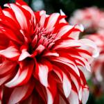 Dahlia grower revels in beauty; see blooms this weekend