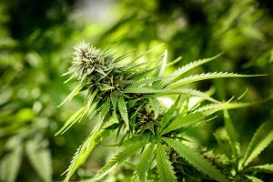 Editorial: DEA decision on marijuana holds back medical science