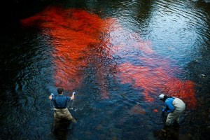 Dye is being used to gauge Pilchuck River’s water quality