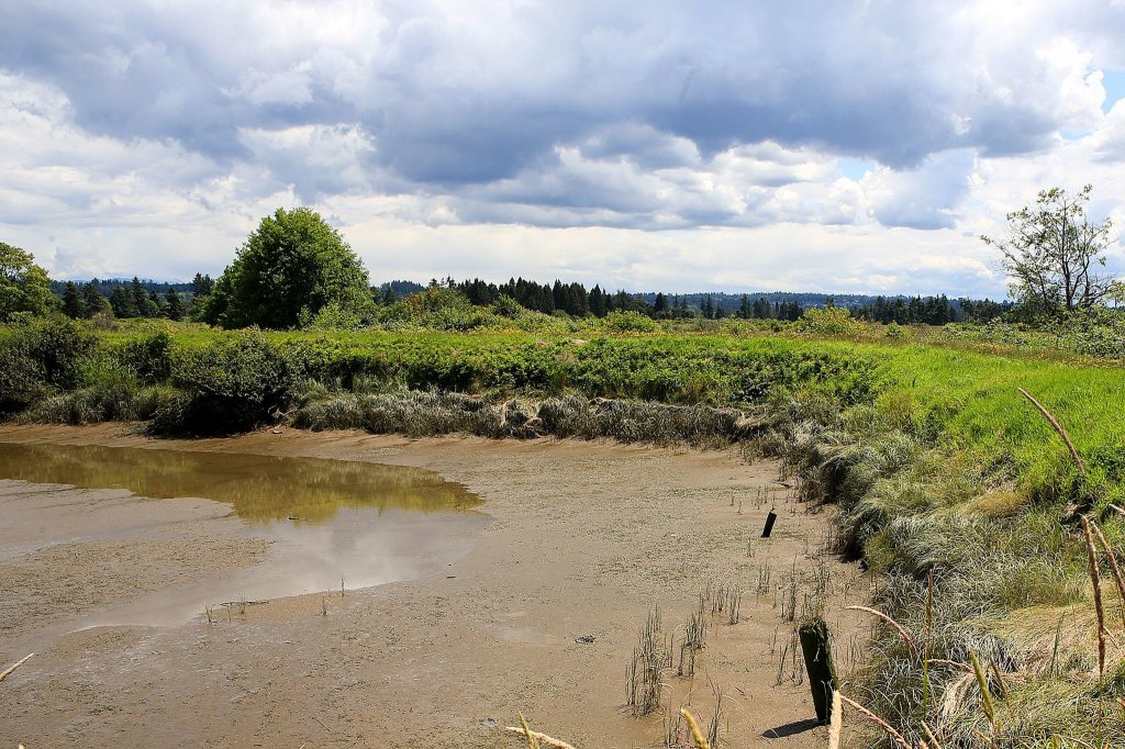 Work continues to reshape and extend the levee on Smith Island in Everett. The work will help control flooding and bring spawning salmon to the former logging and farmland. (Kevin Clark / The Herald)