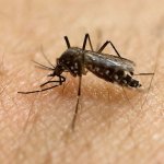 Editorial: House must approve Zika funding bill quickly