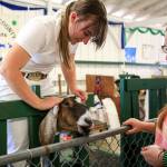 Kaylie Jamieson (left) cleans Clover in preparation for the 4H Dairy Goats Showmanship competition with Haley Gray on the first day of the Evergreen State Fair on Thursday afternoon in Monroe. The 12-day fair runs through Labor Day and is one of the largest events held in the Pacific Northwest. (Kevin Clark / The Herald)