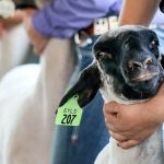 Animals steal the show on the Evergreen State Fair’s first day